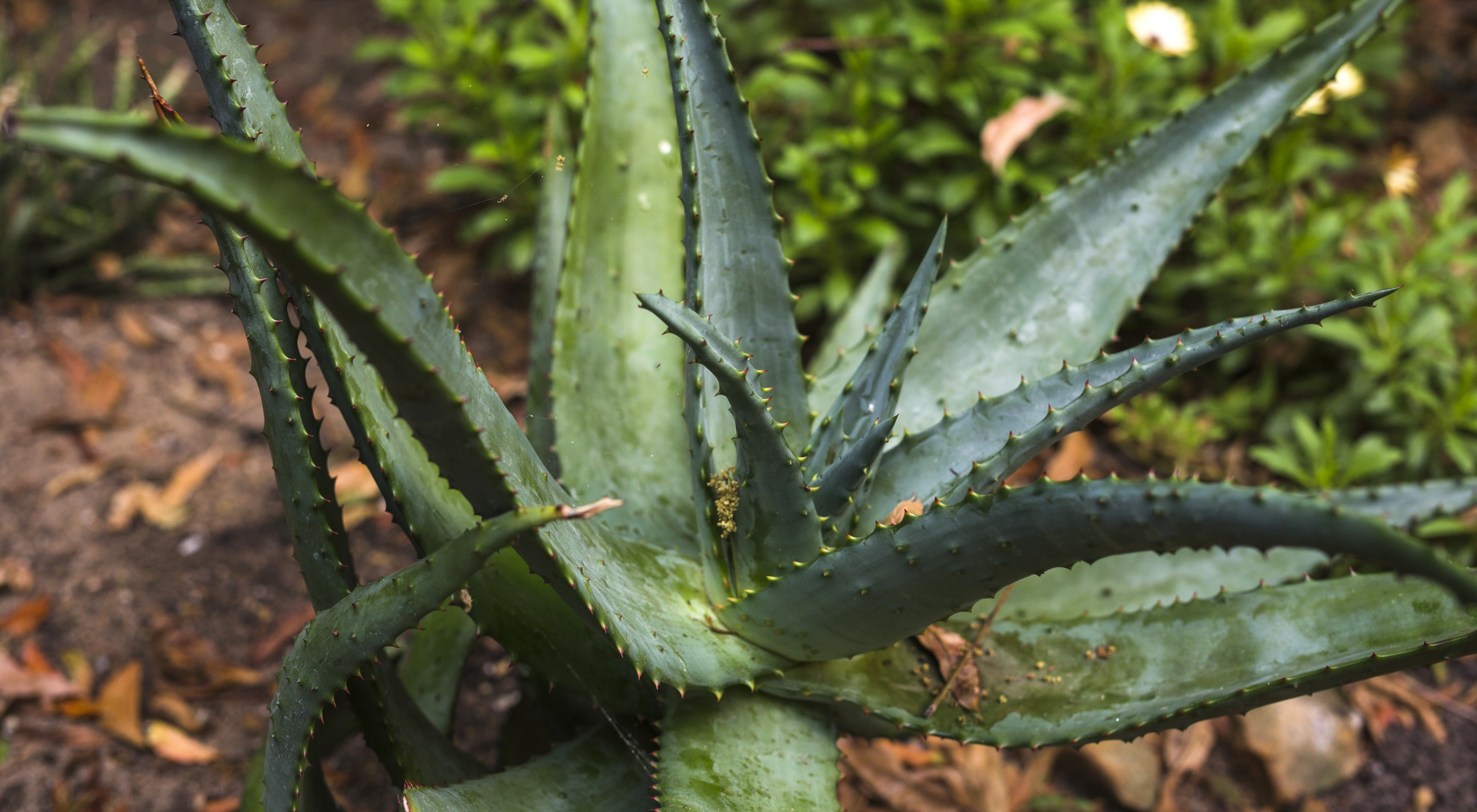 สมุนไพร ว่านหางจรเข้ 