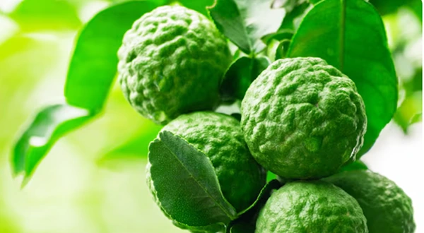 สมุนไพร มะกรูด